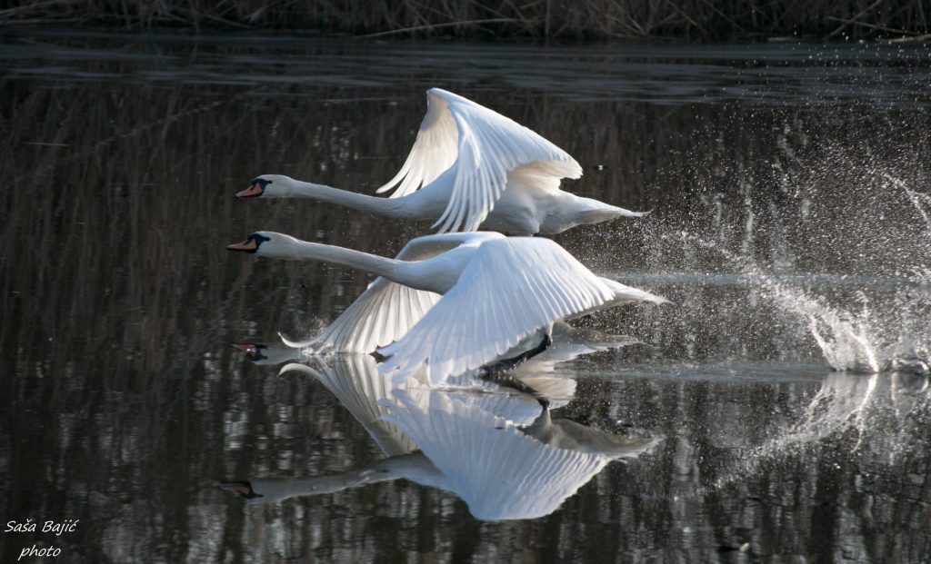swans flyng at sunset at the lake